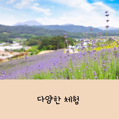 정읍 허브원 라벤더축제