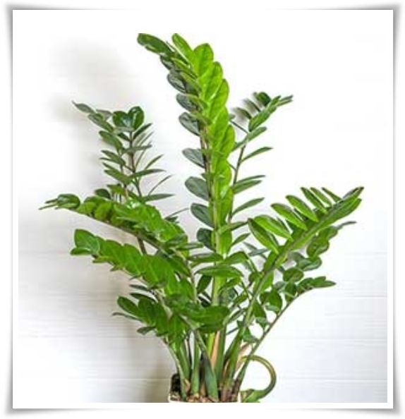 "금전수 키우기" 행운과 부를 불러오는 매력적인 식물!