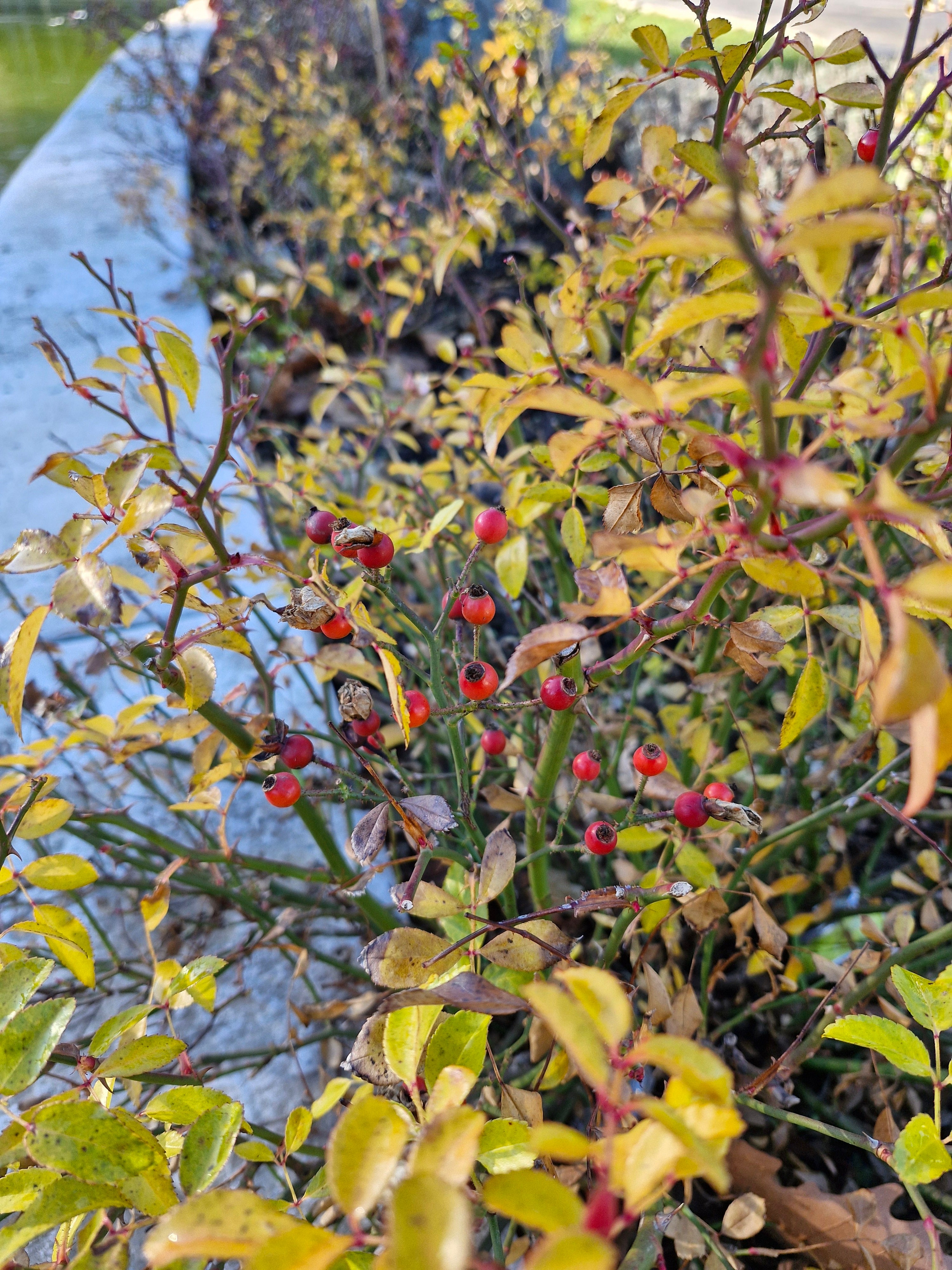 S23 FE 사진 샘플