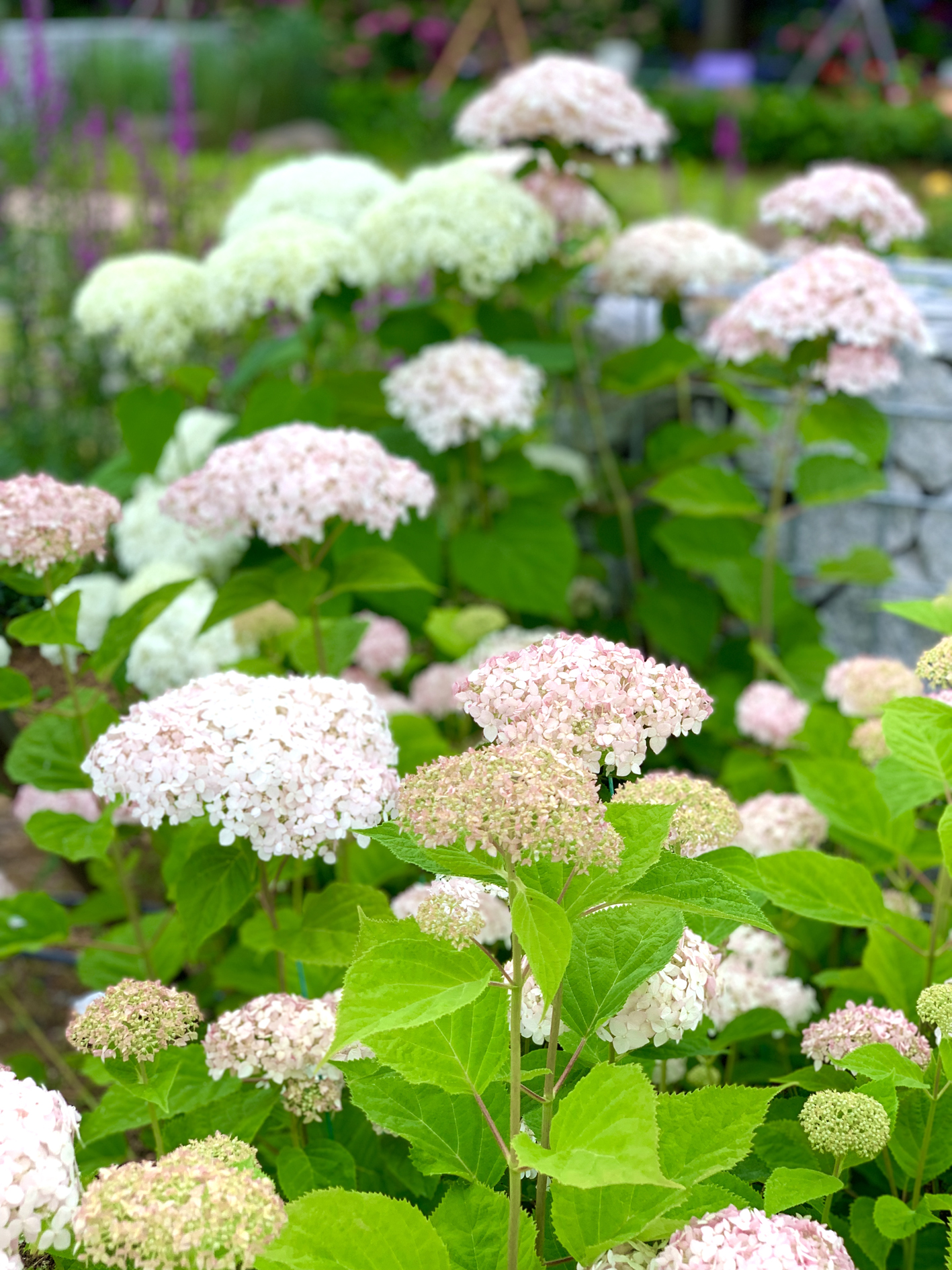 구미다온숲 수국핀 모습입니다.