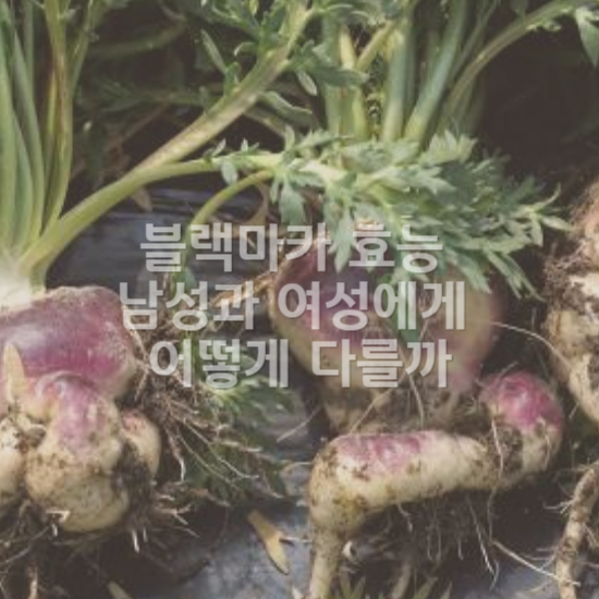 블랙마카