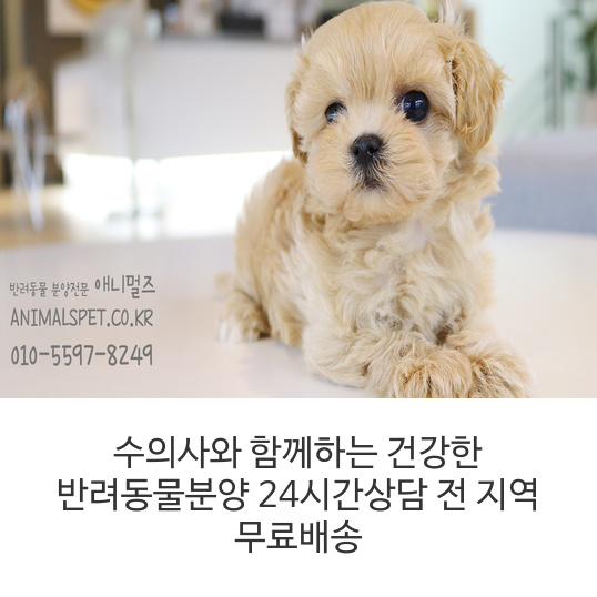 수의사와-함께하는-건강한-반려동물분양-24시간상담-전-지역-무료배송
