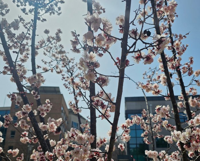 꽃이 활짝 핀 벚꽃나무