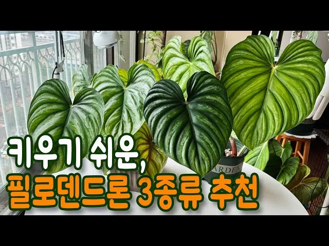 필로덴드론 물주기 지지대세우기 분갈이 비료관리 튼튼하게 키우기_6