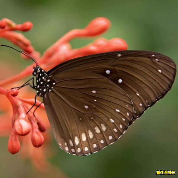 벌레 꿈해몽│벌레가 많이 나오는 꿈