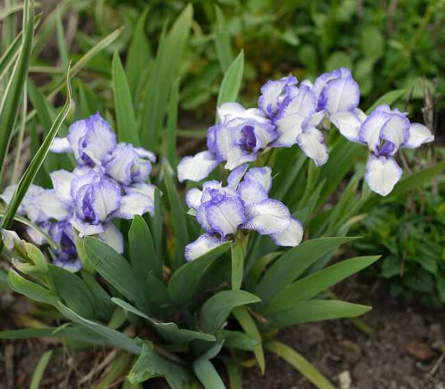 서울창포원 사계축제 꽃 기억해