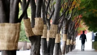 겨울 월동 준비 보온자재 덮개 동해 예방 물주기 조절_14