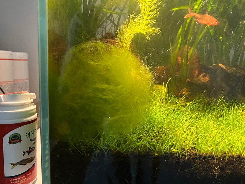 수질관리에-좋은-실이끼