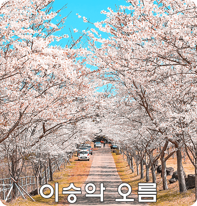 이승악오름 (벛꽃길, 숨은명소)