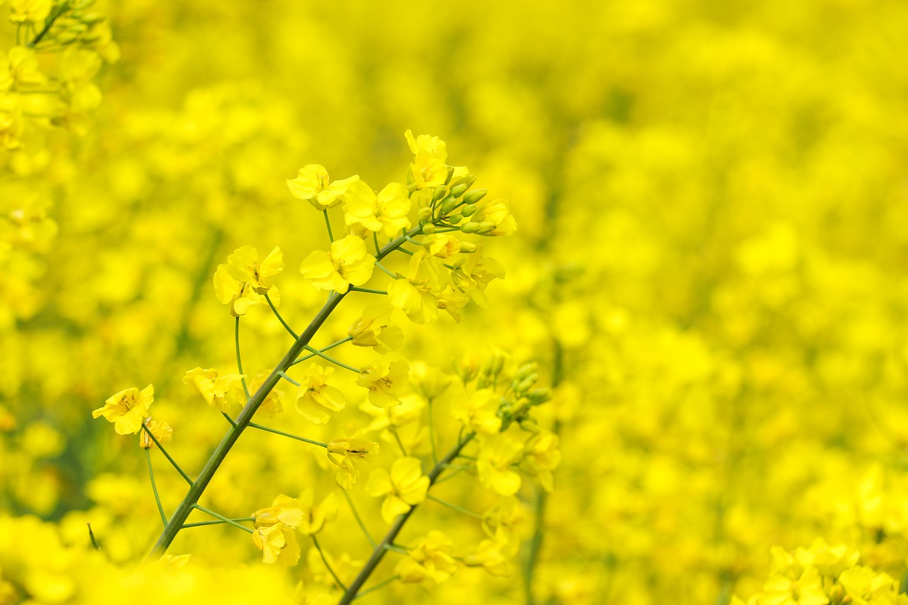 남한산성 봄나들이 필수 정보 관련된 사진