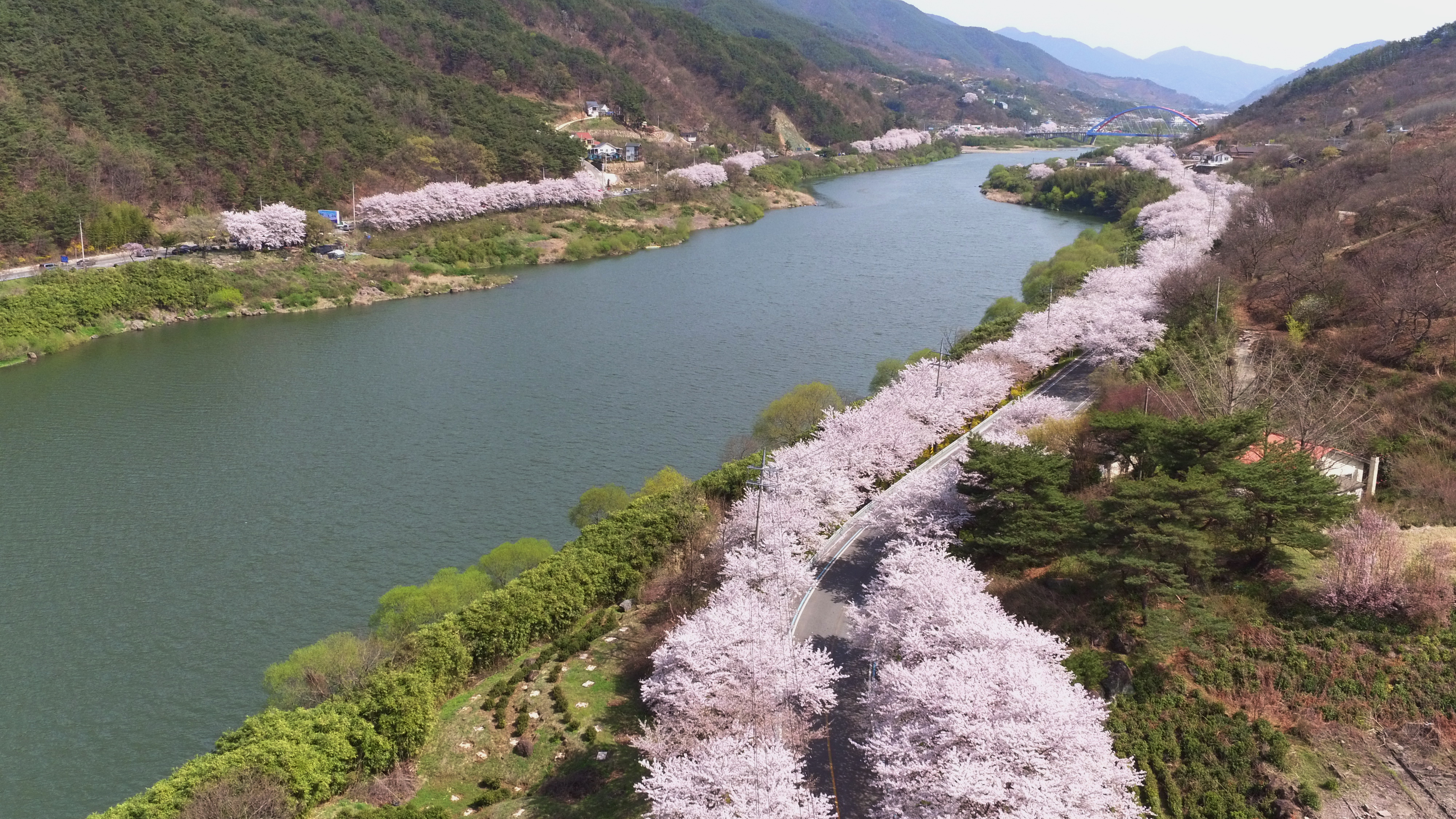 섬진강 벚꽃 사진