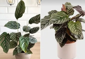 칼라데아 물주기 잎말림원인 습도관리 분무요령 시니어 맞춤 가이드_34