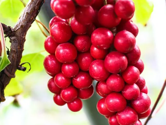 건강에 좋은 오미자