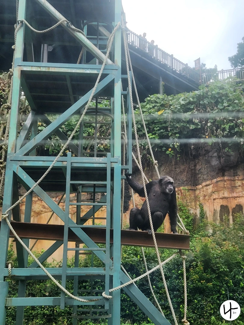 철골-위-올라간-침팬지