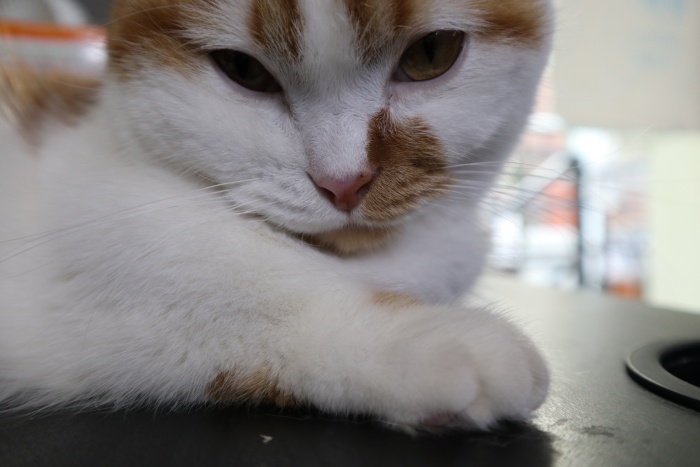 고양이콧물원인