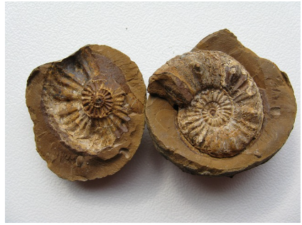 희귀 취미 수집가 인터뷰: 지구본, 공룡화석, 구식 시계에 빠진 사람들