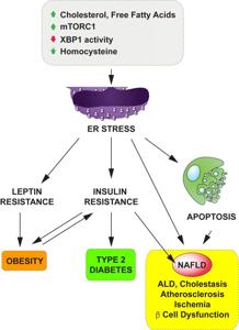 단백질 분해 효소