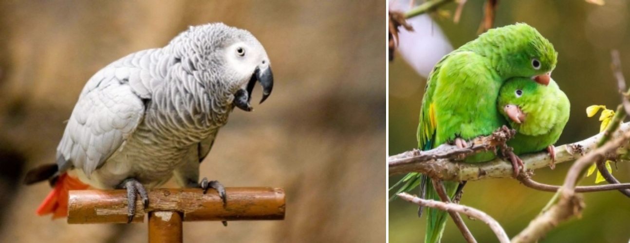 앵무새의종류
