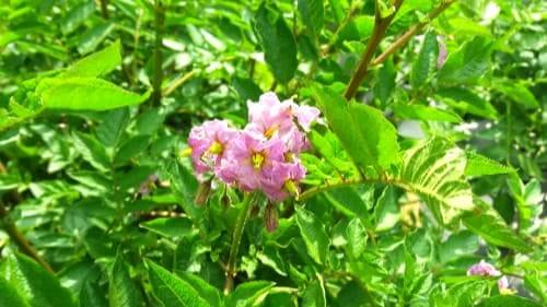 홍감자-자색감자-개화모습-감자꽃-따주기