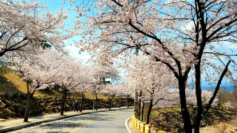 창녕 화왕산 벚꽃길 