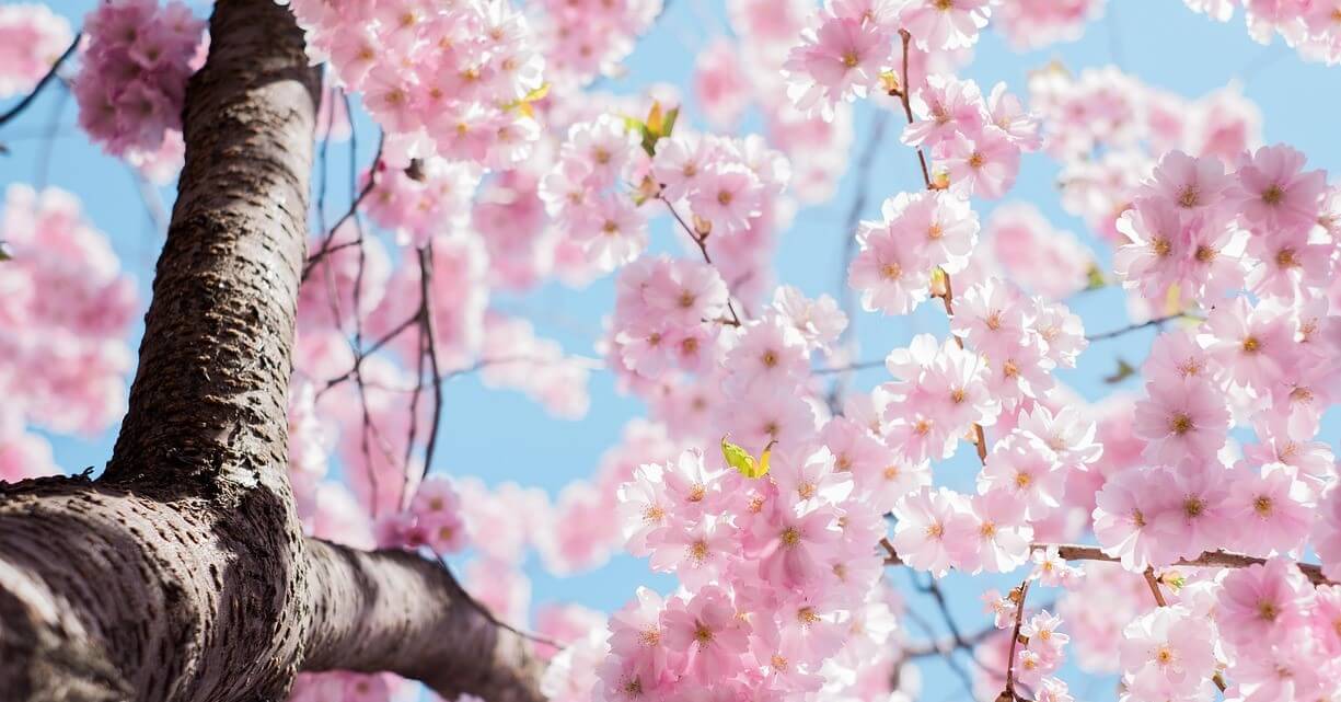 진해군항제 주차장 총정리(무료주차 포함)