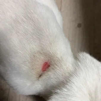 "고양이