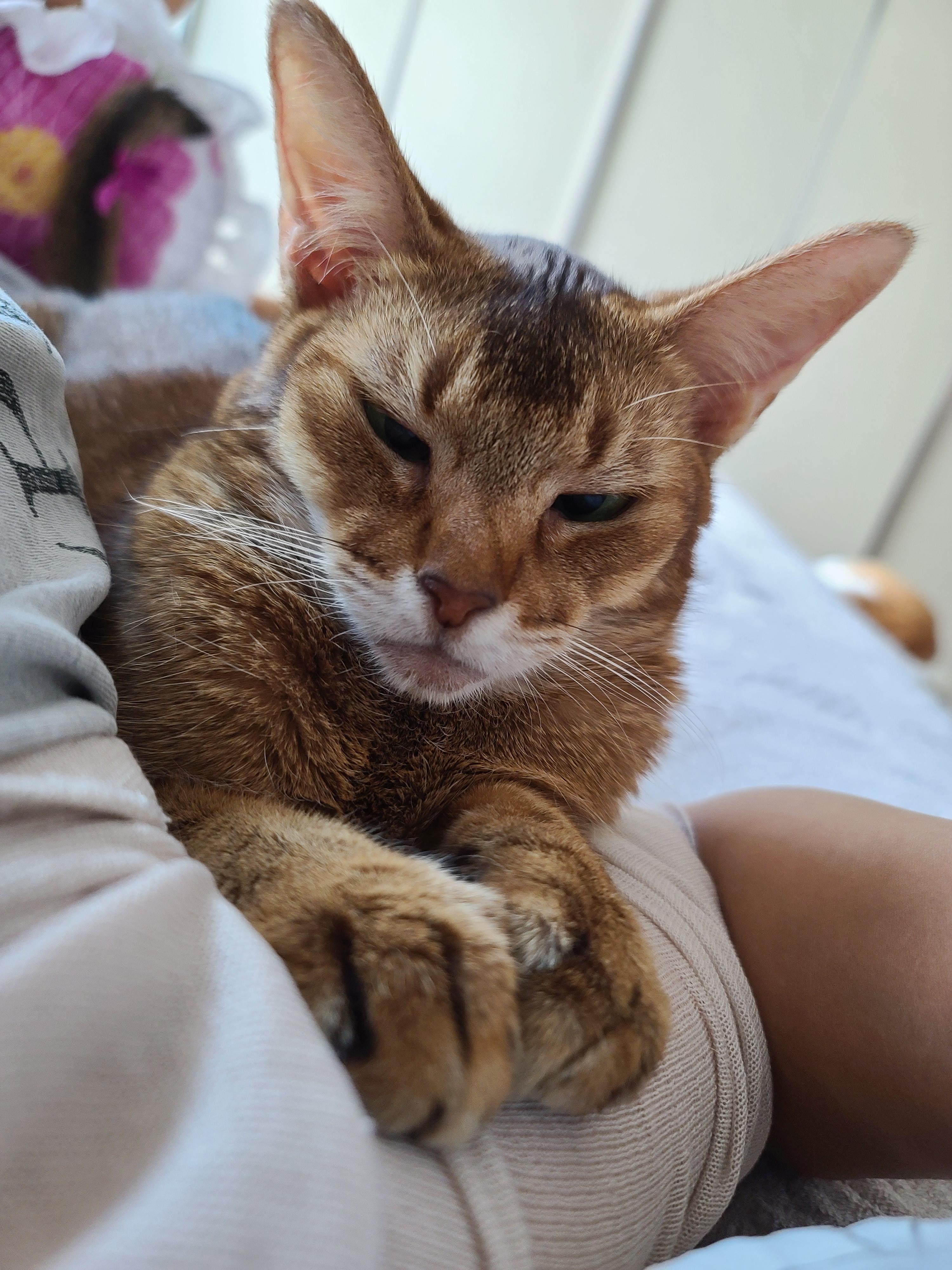 점점 더 응석쟁이가 되어가는 똑똑한 아비시니안 고양이 루디.