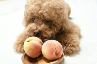 강아지 천도복숭아 먹어도 될까 안전한 급여 방법_15