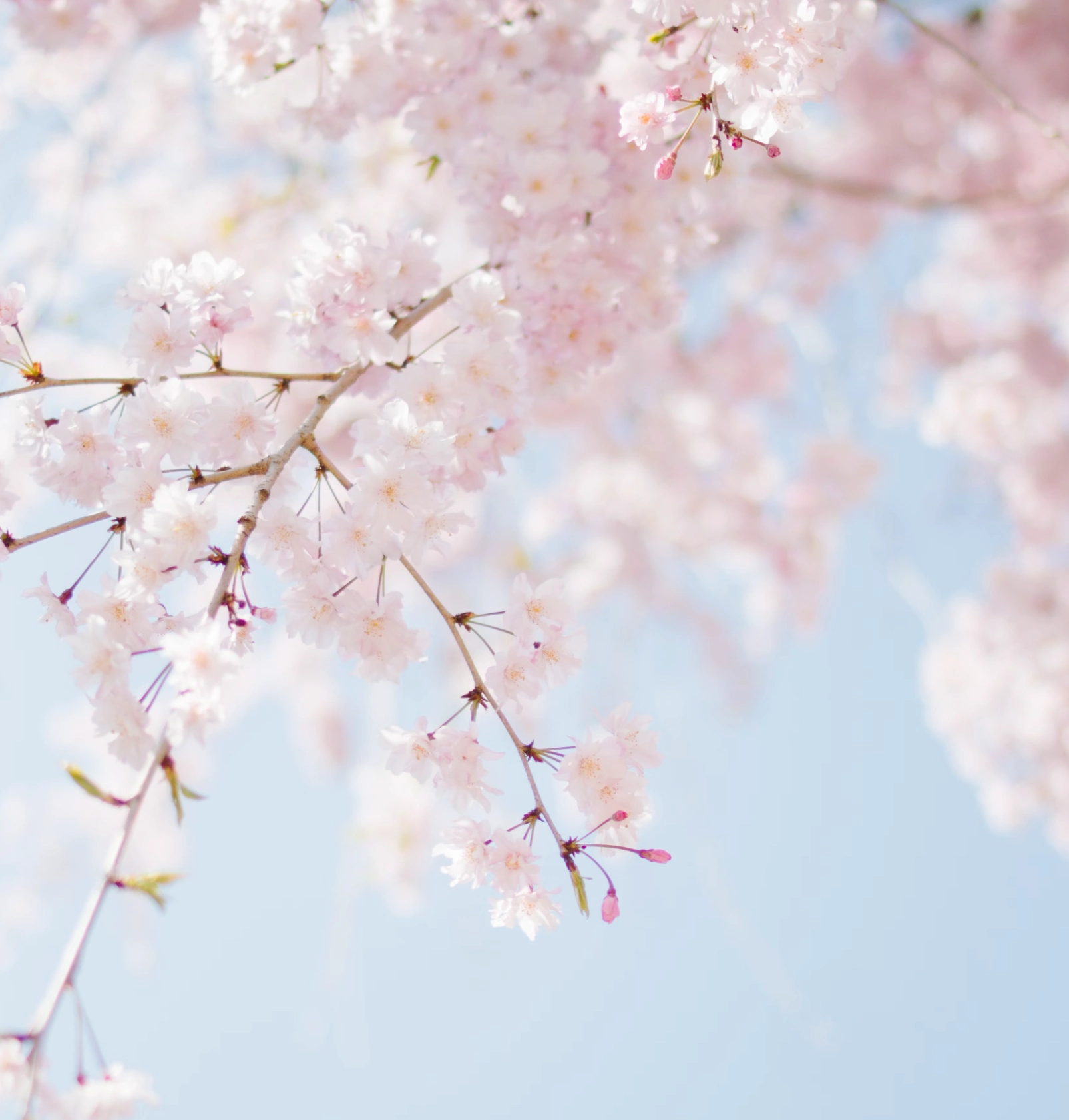 2025년 벚꽃 개화시기