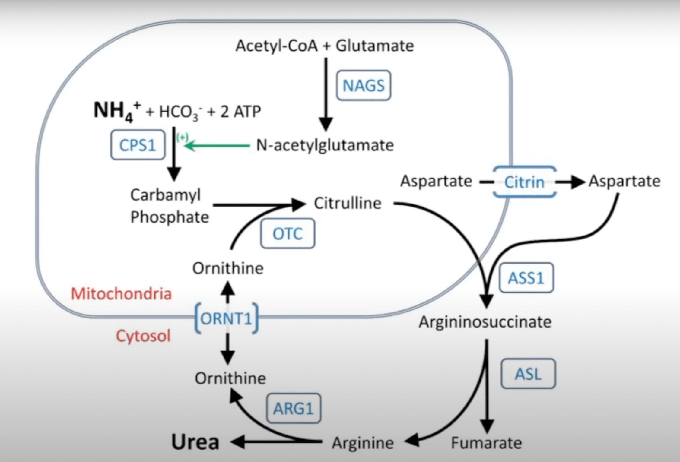 오르니틴 회로 사진