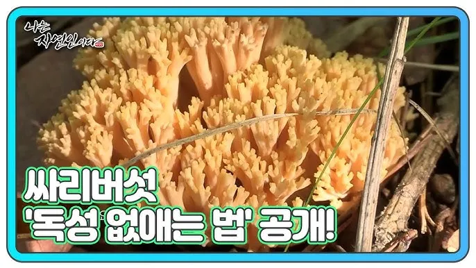 싸리버섯 효능 종류 채취시기 제철 손질법 요리법싸리 보관방법 정리_5