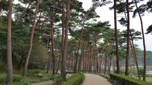 안면도 자연휴양림 풍경