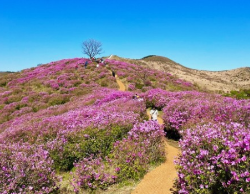 황매산철쭉축제