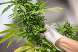 대마종자유 효능 10가지