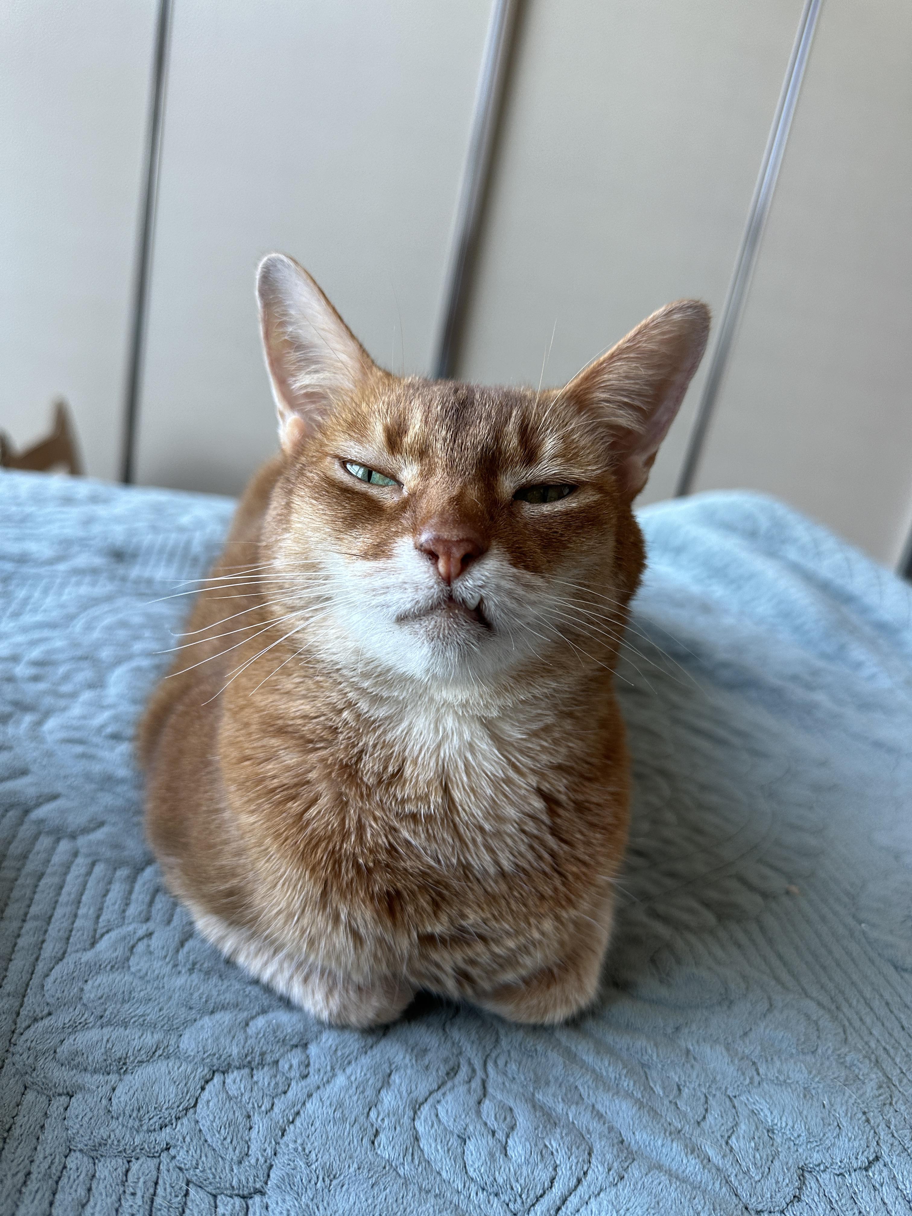 송곳니가_튀어나온_루나