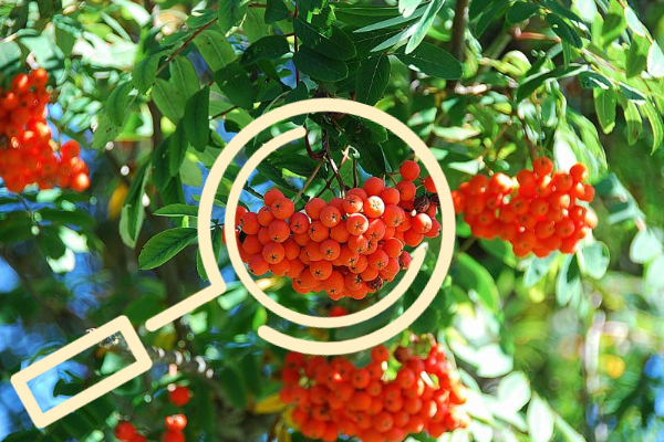 붉은 마가목 열매