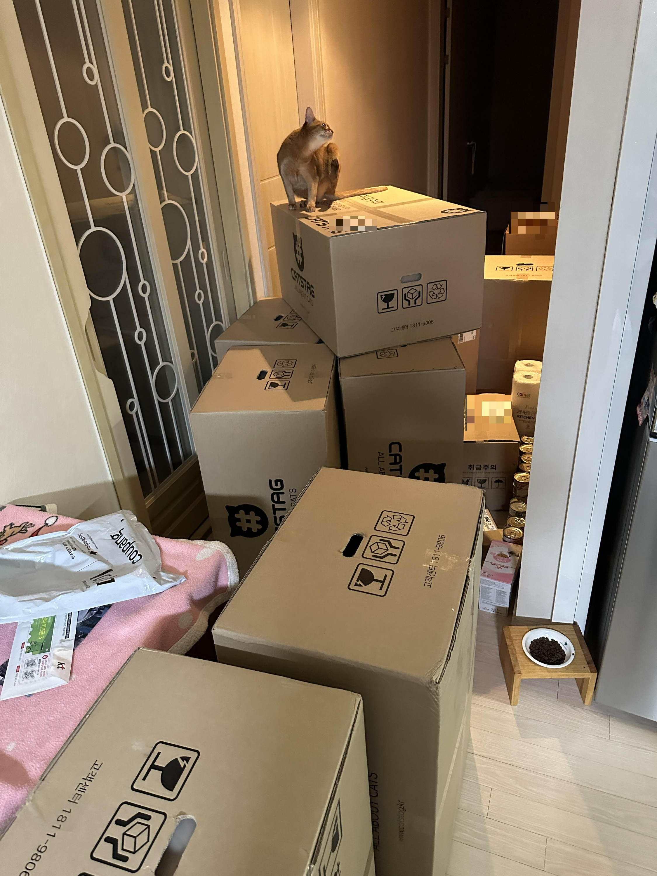 냥냥이들 화장실을 교체했다!(feat.화장실을 교체 해야 하는 이유)