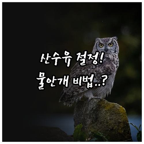3월 임실 구담마을 산수유 개화 시기..