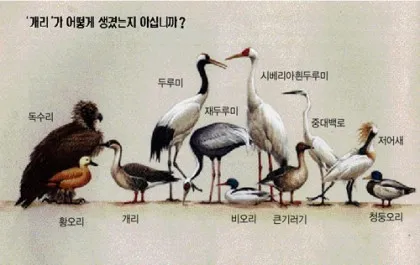 황새와 학 두루미 차이점과 생태적 특징 심층 비교_3