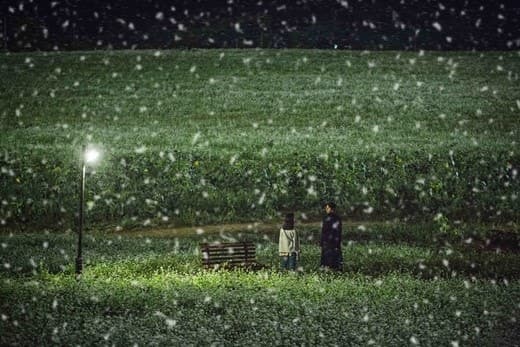 [4월~5월 축제]2025 고창 청보리밭 축제❘ 폭싹 속았수다 유채꽃밭, 연인 유채꽃밭, 도깨비 메밀꽃밭 촬영지, 일정, 기간, 주차(4/5일 방문 후기)