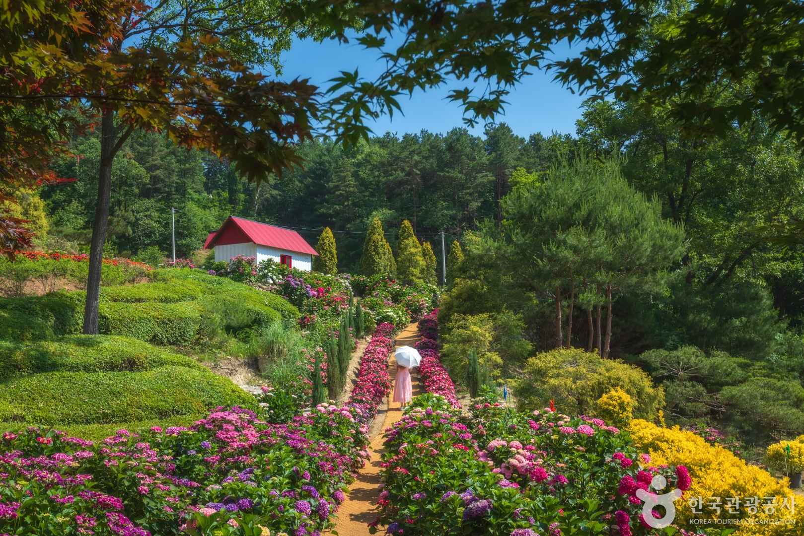 경기광주 율봄식물원 수국