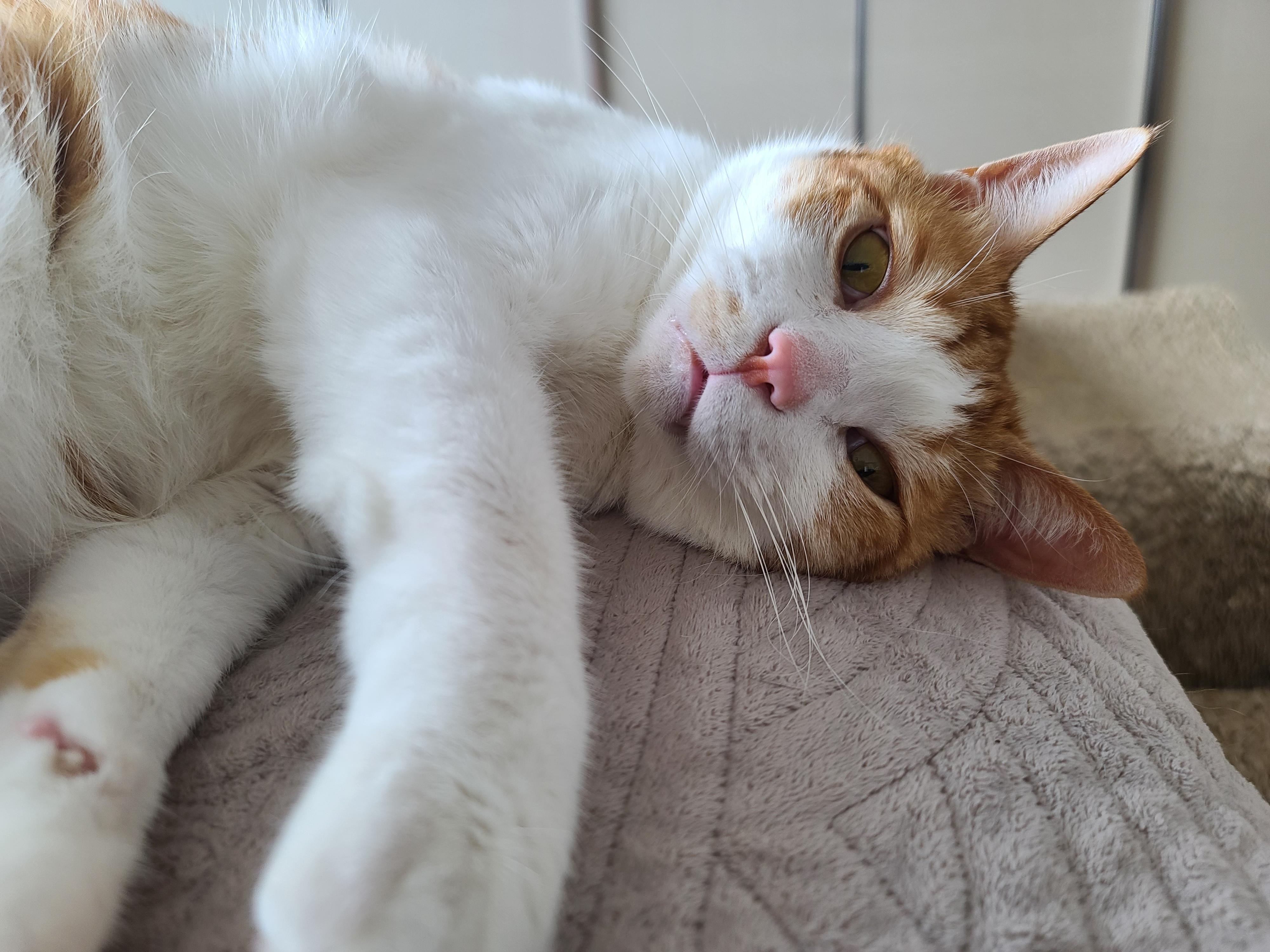 내가 침대에 누우면 우리 고양이들은..(feat.아들삼총사)