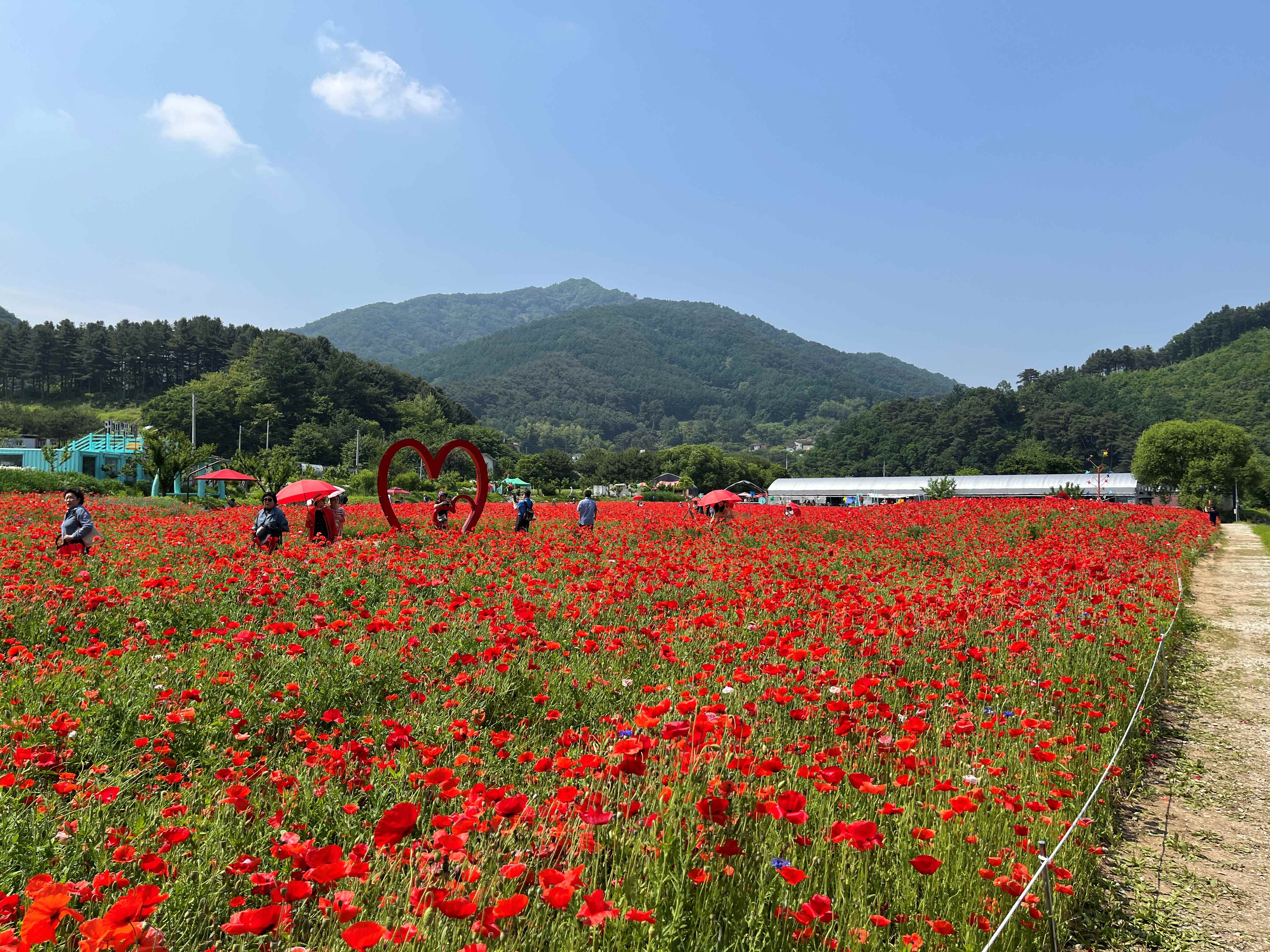 용수골 꽃양귀비 축제