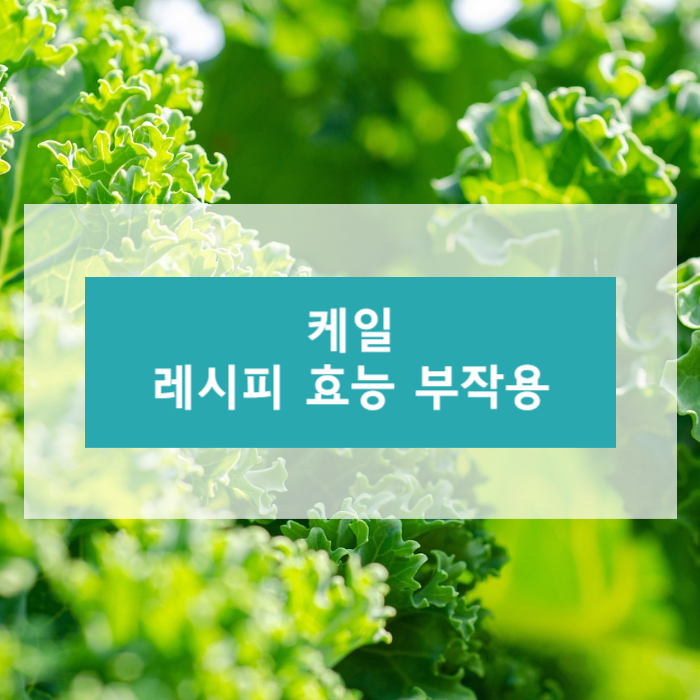 케일 레시피 효능 부작용