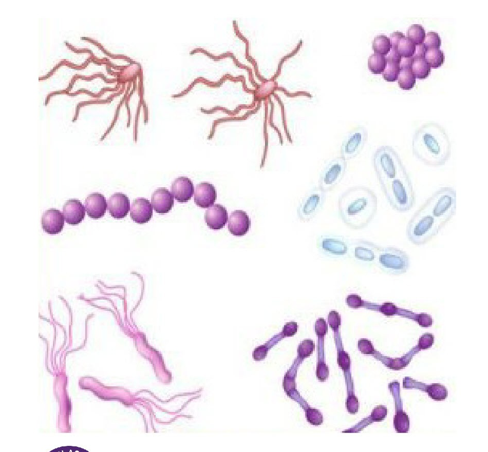 [A00-B99] Ⅰ.특정 감염성 및 기생충성 질환(A00-B99)
