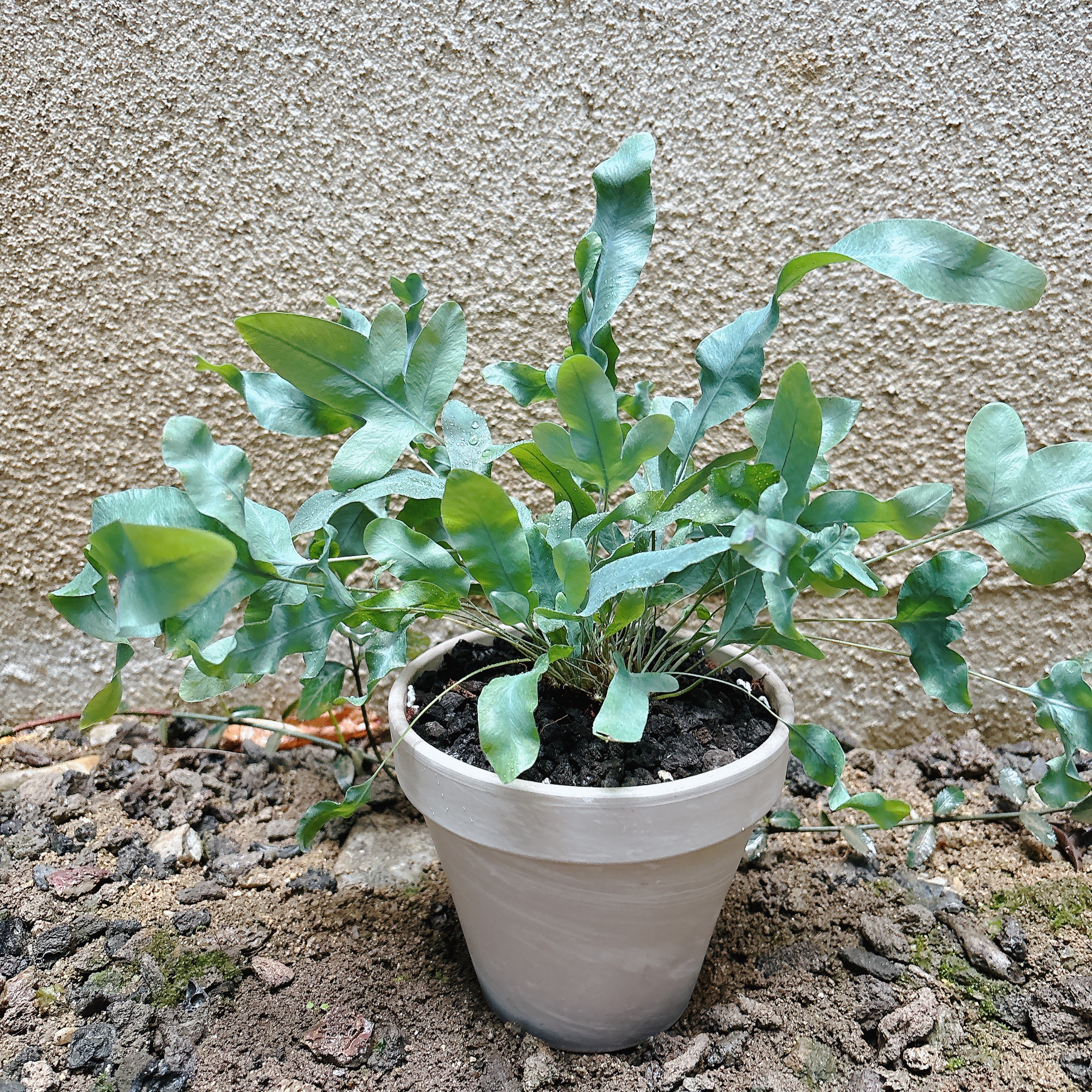 블루스타펀-전체모습-인테리어식물