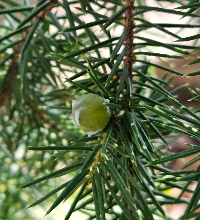 노간주나무 열매