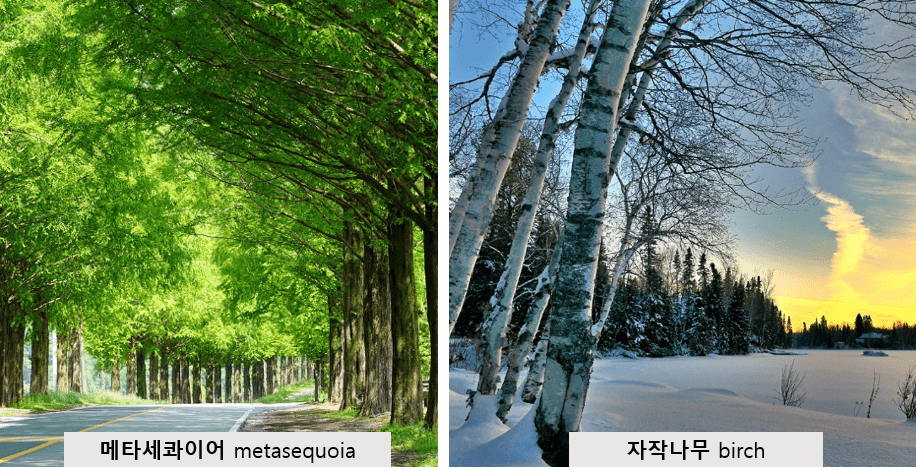 메타세콰이어와-자작나무