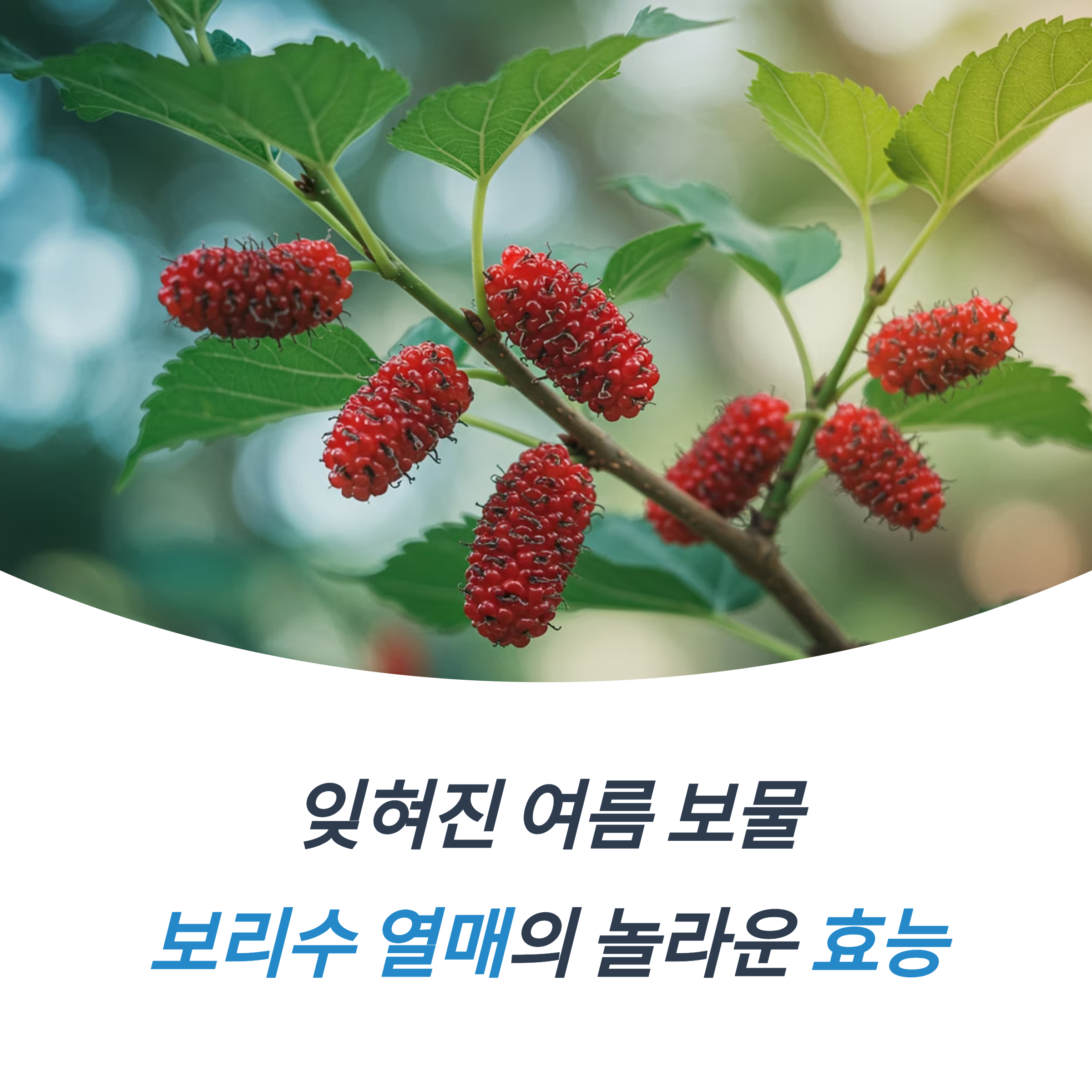 보리수열매 효능과 자연치유 이야기
