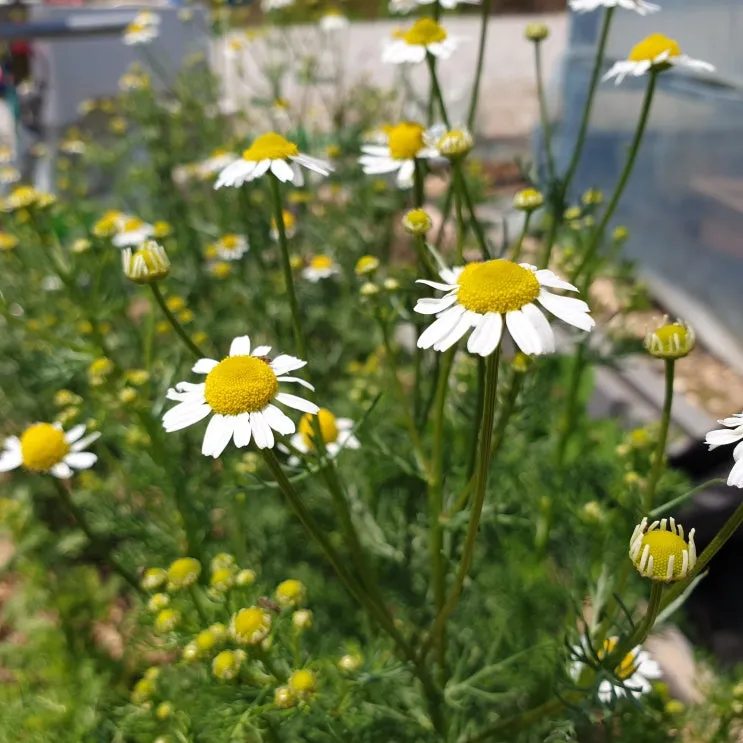 카모마일 재배 직파 심기 연속 개화 수확 건조_1